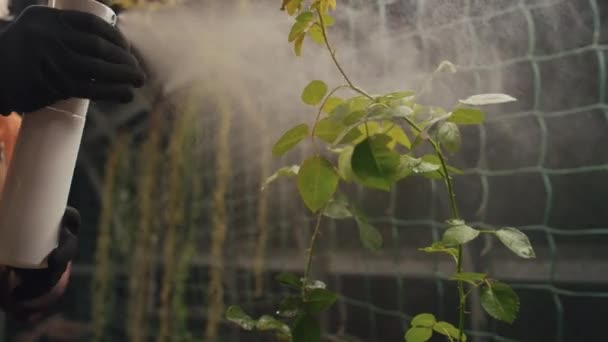 Close Mãos Plantas Criador Folhas Aspersão Mudas Com Fertilizante Estufa — Vídeo de Stock