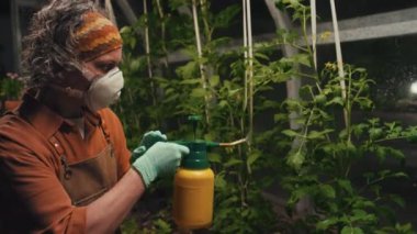 Serada çalışırken domatesleri özel ekipmanlarla gübreleyen maskeli kadın bahçıvanın yan görüntüsü