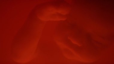 Parlak kırmızı amniyotik sıvıda yüzen geç gelişim evresinde uyuyan doğmamış bebeğin yüzüne yakın çekim