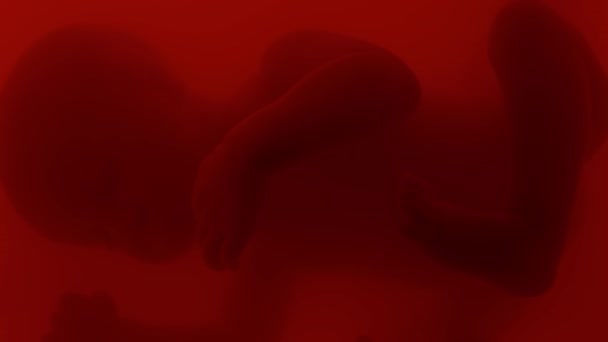 横の位置で子宮内のアミオニチック液体に浮かぶ後期開発段階の睡眠胎児のクローズアップ — ストック動画