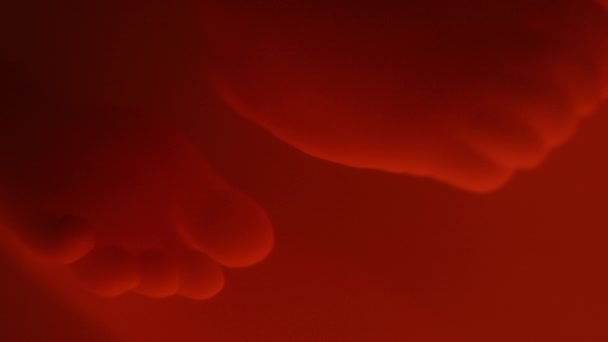 Macro Closeup Των Ποδιών Του Αγνώριστο Έμβρυο Επιπλέουν Κόκκινο Αμνιακό — Αρχείο Βίντεο