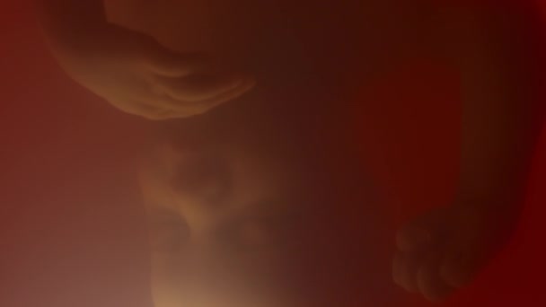 後期発達段階の胎児のクローズアップ 睡眠は薄暗く光沢のある赤みがかった子宮の中のアミオイの液体で逆さまに — ストック動画