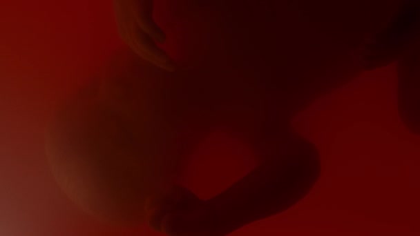 用手电筒照明时 将未出生的胎儿放在红色子宫里 头朝下 用手移动 — 图库视频影像