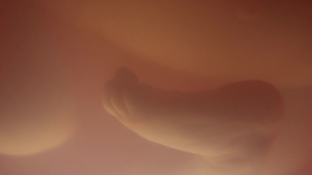 Макросковорода Стопы Руки Плода Плавающие Околоплодной Жидкости Внутри Облегченной Матки — стоковое видео