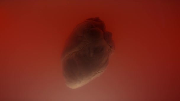 Крупный План Лаборатории Выращенное Сердце Плавает Красноватой Жидкости — стоковое видео