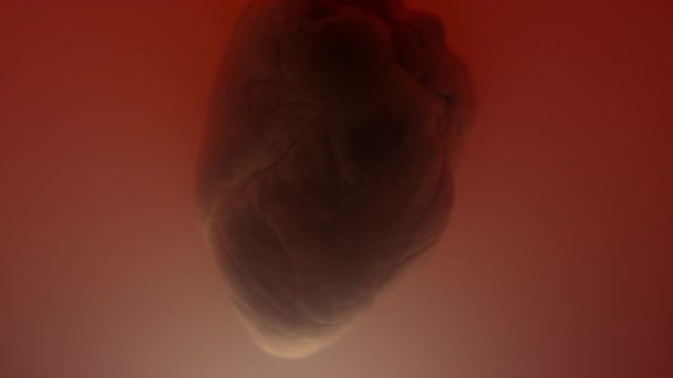 试管内培养心脏的宏观特写 — 图库视频影像