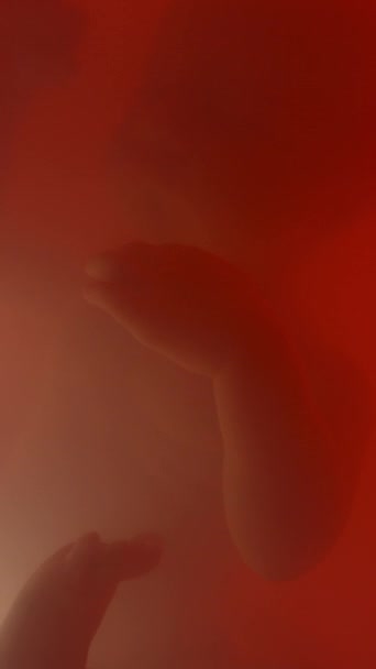 Vertical Closeup Sleeping Unborn Baby Reddish Uterus Light Scanned Flashlight — Stock Video