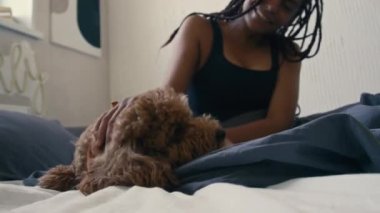 Genç bir kadın tarafından modern bir dairede yatakta okşanan kahverengi soylu bir köpeğin orta ölçekli görüntüsü.