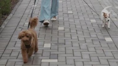 Afrika kökenli Amerikalı genç bir kızın gündüz vakti şehirde iki sevimli köpeği gezdirişinin yavaş çekimini yapın.