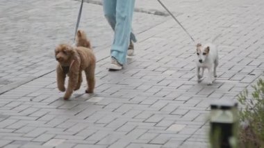 Sabah yürüyüşünde iki sevimli köpekle tanınmayan sahibinin düşük seviye yavaşlığı.