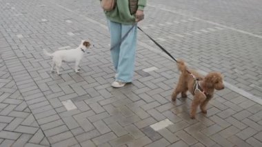 Maltipoo ve Jack Russell Terrier köpekli tanınmayan sahibinin sabah yürüyüşü.