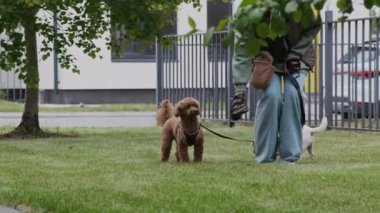 Afrika kökenli Amerikalı genç köpek sahibi şehirde yürürken yeşil çimlerden köpek dışkısı temizliyor.