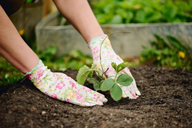 Koruyucu eldivenli, tanınmayan kadın çiftçinin elleri çiçek tarlasına çilek tohumu ekerken çömelmiş vaziyette oturuyor.