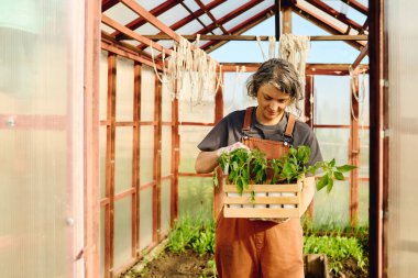 Çiçek tarlaları arasında seranın ortasında duran yeşil domates tohumu kutusuyla olgun, gri saçlı kadın çiftçi.