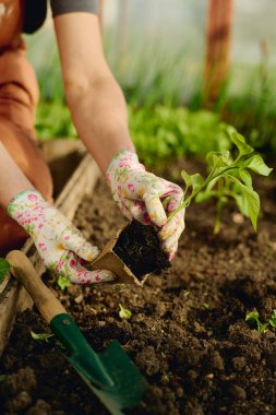 Tanınamayan koruyucu eldivenli kadın çiftçinin elleri gübrelenmiş toprağın üzerine biber tohumu döküyor ve yeniden ekime hazırlanıyor.