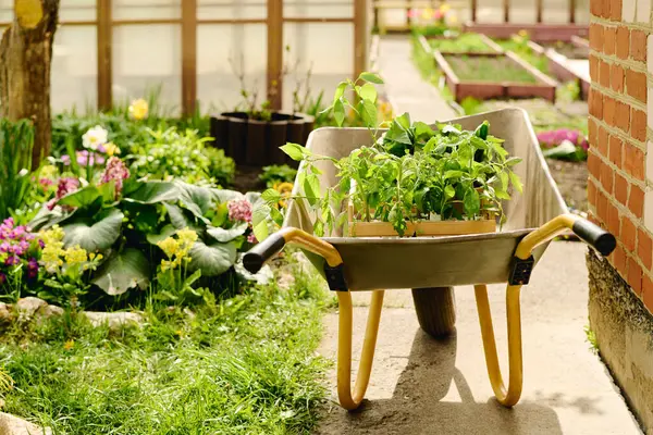 stock image Garden cart with group of potted green tomato and pepper seedlings standing on concrete path by lawn with grass and primrose flowers