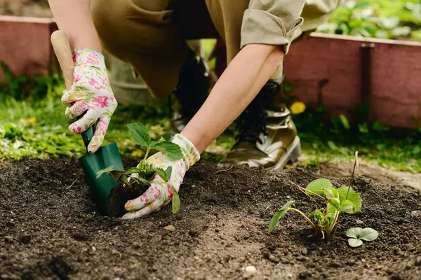stock image Gloved hands of unrecognizable female agronomist replanting new sort of strawberry seedlings on flowerbed while digging soil with shovel