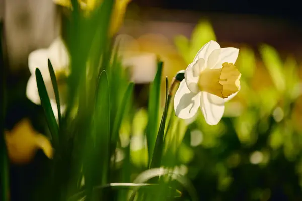 stock image Beautiful sunlit daffodil with white petals growing in front of camera on flowerbed against green grass and other garden flowers