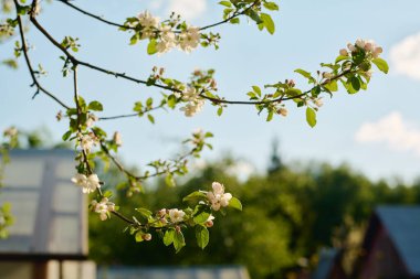 Bahçede mavi gökyüzüne ve kır evinin çatılarına karşı büyüyen çiçek açan birkaç ince elma veya erik ağacı.