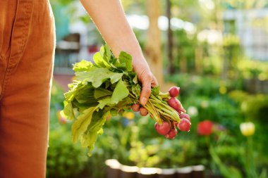 Çağdaş, kahverengi tulumlu kadın bahçıvanın eli. Elinde bir demet taze turp tutarken bahçenin ortasında kameranın önünde duruyor.