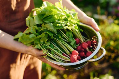 Kahverengi tulumlu, elinde taze olgun turpla çiçek tarhından koparılmış metalik bir kase taşıyan tanınmamış bir kadının elleri.