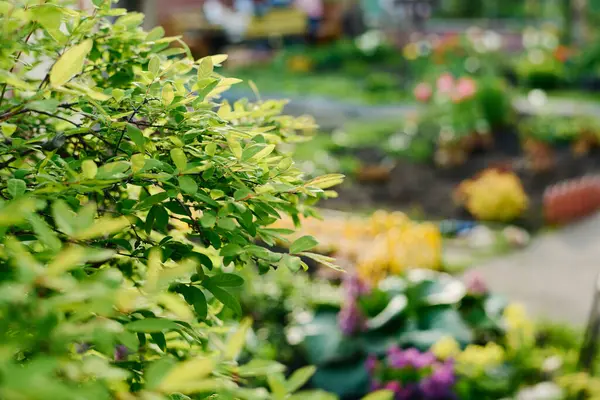 stock image Part of honeysuckle bush with lush green foliage and black berries on thin branches growing in front of camera in modern garden