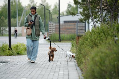 Sıradan giyinmiş genç bir kız akıllı telefon ekranına bakıyor ve parkta yürürken mesajlaşıyor ve köpeklerle takılıyor.