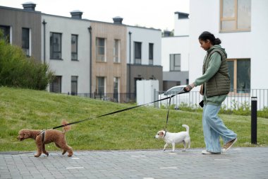 Genç köpek bakıcısı tarafından tasma çekilen sevimli çikolata kaniş gündelik giysiler içinde şehir ortamında iki evcil hayvanla yürüyüşe çıkıyor.