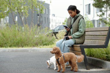 Kot pantolonlu ve kazaklı tatlı bir genç kız parktaki ahşap bankta oturuyor, cep telefonuyla mesajlaşıyor ve safkan köpeklerle takılıyor.