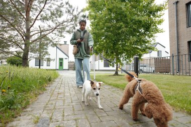 İki safkan evcil hayvan, genç köpek bakıcısının tasmasını çekiyor cep telefonuyla mesajlaşıyor ya da gezinti sırasında internetten yeni mesajlar yolluyor.