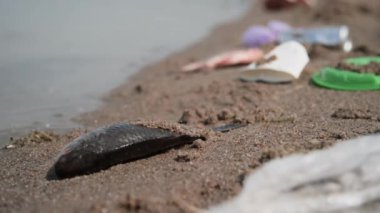Yakın plan hiç kimse yaz güneşinin altında çürüyen ölü tatlı su balıklarını halk plajındaki kumlu göl kıyısında, plastik çöplerle çevrili, sinekler ve böcekler vızıldayarak çekmez.