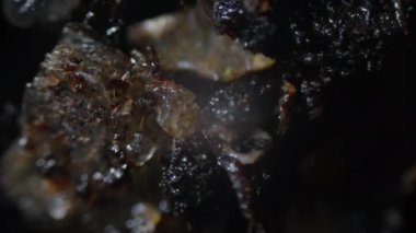 Hiç kimse bahçedeki kahverengi ıslak bitki toprağında bulunan kimyasal mineral parçacıklarının makroskobunu elektronik mikroskop altında saat yönünde hareket halinde laboratuarda dönen numune tablosunda göremez.