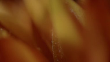 Laboratuvarda elektronik mikroskop altında gözlemlenen kırmızı sarı çiçek yaprağının uç makro raf odak noktası.