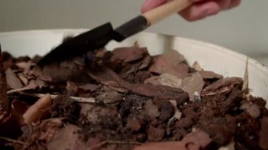 Evcil saksı ağacıyla ilgilenen, el küreği kullanan ve kapalı alandaki toprağı gevşeten isimsiz kişiye yakın çekim.