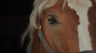 Kahverengi gözlü, uzun kirpikli at, güzel kırmızı kahverengi ve beyaz önlüklü ve beyaz perçinli, sade anahtarlı.