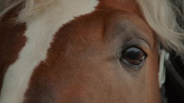 Çeyrek mil uzaklıktaki kahverengi atın kahverengi gözünü kapat. Yüzünde beyaz bir leke olan kırmızı paltolu at.