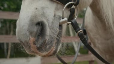 Beyaz Anglo-Arap at ağızlık yakın siyah deri dizgin sakin sabit çitlere karşı nefes