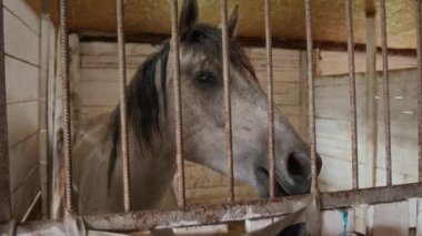 Gri atın kapağı mutlu bir şekilde duruyor. Köy ahırının iç kısmında taze saman çiğniyor.