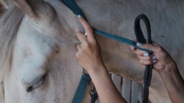Dişi binicilerin ellerini yakın tutun. Dikkatlice bağlayan mavi dizginleri sevimli beyaz kısrağın başına. Yolculuk için hazır hale getirin.