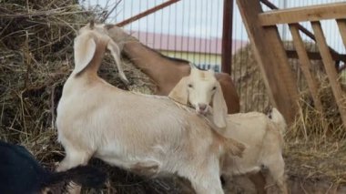 Hiçbir insan saman çiğnerken kameraya bakan, organik çiftlikteki beslenme saatlerinde üst üste otlayan, bahçede serbestçe dolaşan meraklı keçilerin fotoğrafını çekmez.