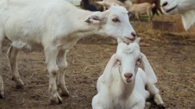 Küçük boynuzları olan, aile çiftliğinde ağılda dikilen, yerde yatan, kameraya bakan ve arka plandaki samanların üzerinde otlayan eşlerin kulaklarını koklayan, orta boy beyaz dişi keçi.