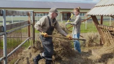 Orta büyüklükte beyaz erkek çiftçi ve kızı, çok nesilli aile çiftliğinde birlikte çalışırken, ahşap yemliğe yabalarla taze saman yığarken, sohbet ederken.