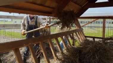 Orta boy beyaz erkek çiftçi ve genç kız evcil hayvanlara bakıyorlar. Yabalarla, sığır otlakları için taze saman yığıyorlar.