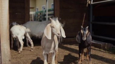 Ortalama insan portresi yok iki genç, mutlu bej ve kahverengi keçi çocuğu ahşap barakanın önünde duruyor ya da organik aile çiftliğinde güneşli yaz gününde kameraya bakıyorlar.