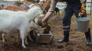 Orta ölçekli, tanınmayan bir erkek çiftçinin, keçilere tahıl yedirirken, avluda yalağın yanında dururken, organik aile çiftliğindeki çiftlik hayvanlarıyla ilgilenirken,