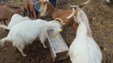 Avluda gündüz vakti kovadan yulaf döken, tanınmayan bir erkek çiftçi, tahıl yiyerek ayakta dikilen küçük keçi sürüsünün en iyi görüntüsü.