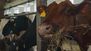 Hiç kimse aile çiftliğindeki sığır ağılında ağılda duran, parmaklıklara zincirlenmiş, taze samanların üzerinde kafa yoran, kameraya bakan sarı kulaklıklı beyaz ve kahverengi süt ineğinin portresini yakından çekmez.