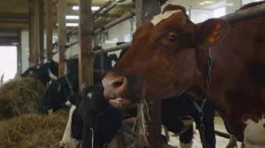 Aile çiftliğindeki çiftlik hayvanlarının kulübesinde, tırabzanlara zincirlenmiş, taze samanların üzerinde kafa yoran sarı kulaklıklı, orta boy süt inekleri yok.