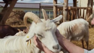Tanınmayan kadın çiftçilerin orta boy elleri keçilerin boynuna sarılıyor, kulaklarının arkasından hayvanları okşuyor ve okşuyor, güpegündüz mandıra çiftliğinde mutlu keçiler bundan keyif alıyor.