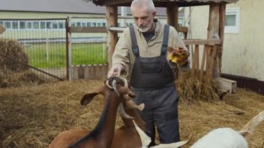 Orta halli, yaşlı, beyaz erkek çiftçi. Tulumlu, sevecen keçiler beslenme zamanında süt çiftliğinde tatlı ikram ediyor.